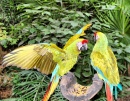 Parrots in Mexico